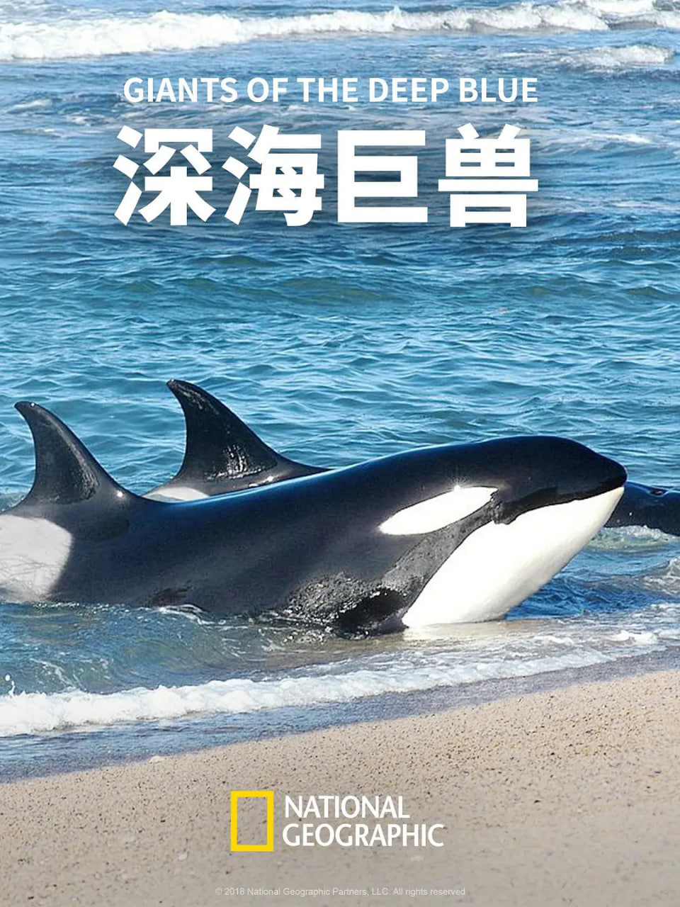 金牌主簿